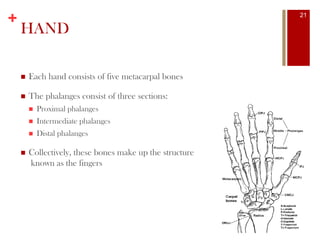 +
HAND
 Each hand consists of five metacarpal bones
 The phalanges consist of three sections:
 Proximal phalanges
 Intermediate phalanges
 Distal phalanges
 Collectively, these bones make up the structure
known as the fingers
21
 