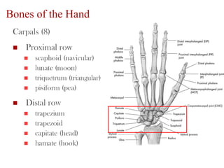 Bones of the Hand
Carpals (8)
 Proximal row
 scaphoid (navicular)
 lunate (moon)
 triquetrum (triangular)
 pisiform (pea)
 Distal row
 trapezium
 trapezoid
 capitate (head)
 hamate (hook)
23
 