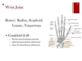 +
Bones: Radius, Scaphoid,
Lunate, Triquetrum
• Condyloid (2 df)
– flexion/extension/hyperextension
– radial deviation/flexion (abduction)
– ulnar deviation/flexion (adduction)
Wrist Joint
24
 