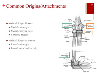 + Common Origins/Attachments
 Wrist & finger flexors
 Medial epicondyle
 Medial condylar ridge
 Coronoid process
 Wrist & finger extensors
 Lateral epicondyle
 Lateral supracondylar ridge
25
 