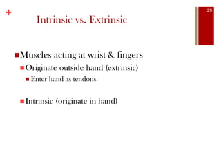 +
Intrinsic vs. Extrinsic
Muscles acting at wrist & fingers
Originate outside hand (extrinsic)
 Enter hand as tendons
Intrinsic (originate in hand)
29
 