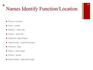 +
Names Identify Function/Location
 Flexor or extensor
 Carpi – carpals
 Radialis – radial side
 Ulnaris – ulnar side
 Digitorum- digits/fingers
 Superfiscialis – superfiscial aspect
 Profunda – deep
 Indicis – index finger
 Pollicis – thumb
 Digiti minimi – pinky/little finger
30
 