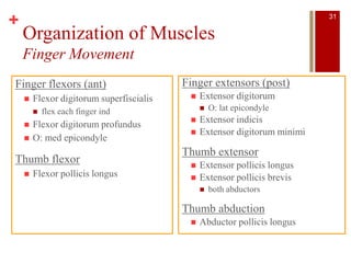 +
Organization of Muscles
Finger Movement
Finger flexors (ant)
 Flexor digitorum superfiscialis
 flex each finger ind
 Flexor digitorum profundus
 O: med epicondyle
Thumb flexor
 Flexor pollicis longus
Finger extensors (post)
 Extensor digitorum
 O: lat epicondyle
 Extensor indicis
 Extensor digitorum minimi
Thumb extensor
 Extensor pollicis longus
 Extensor pollicis brevis
 both abductors
Thumb abduction
 Abductor pollicis longus
31
 
