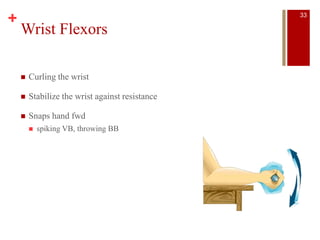 +
Wrist Flexors
 Curling the wrist
 Stabilize the wrist against resistance
 Snaps hand fwd
 spiking VB, throwing BB
33
 