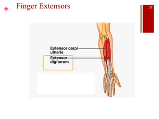 + Finger Extensors 37
 