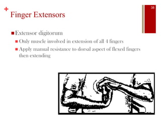 +
Finger Extensors
Extensor digitorum
 Only muscle involved in extension of all 4 fingers
 Apply manual resistance to dorsal aspect of flexed fingers
then extending
38
 