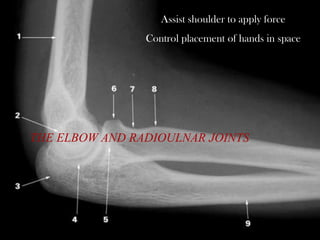 +
THE ELBOW AND RADIOULNAR JOINTS
Assist shoulder to apply force
Control placement of hands in space
 