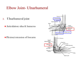 Elbow Joint- Ulnarhumeral
2. Ulnarhumeral joint
 Articulation: ulna & humerus
 Flexion/extension of forearm
6
 