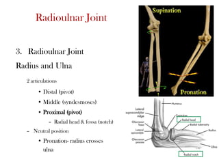 Radioulnar Joint
3. Radioulnar Joint
Radius and Ulna
2 articulations
• Distal (pivot)
• Middle (syndesmoses)
• Proximal (pivot)
– Radial head & fossa (notch)
– Neutral position
• Pronation- radius crosses
ulna
7
 