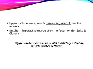 • Upper motoneurons provide descending control over the
reflexes
• Results in hyperactive muscle stretch reflexes (tendon jerks &
Clonus)
(Upper motor neurons have Net inhibitory effect on
muscle stretch reflexes)
 