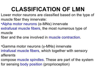 Upper & Lower Motor Neuron Lesions.pptx