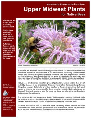 INVERTEBRATE CONSERVATION FACT SHEET

                             Upper Midwest Plants
                                                                             for Native Bees
Pollinators are
a vital part of
a healthy
environment.
Native bees
are North
America’s
most impor-
tant group of
pollinators.
Patches of
flowers can be
grown almost
anywhere and
will form an
important
food resource
for bees.


                     Bumble bee foraging on beebalm.                                         Photo by Eric Mader


                     Pollinators are a diverse and fascinating group of animals. In addition to their beauty,
                     pollinators provide an important link in our environment by moving pollen between
                     flowers and ensuring the growth of seeds and fruits. The work of pollinators touches
                     our lives every day through the food we eat. Even our seasons are marked by their
                     work: the bloom of springtime meadows, summer berry picking, pumpkins in the fall.

                     Native bees are the most important group of pollinators. Like all wildlife they are af-
Written by
Eric Mader and
                     fected by changes in our landscapes. The good news is that there are straightforward
Matthew Shepherd     things that you can do to help: providing patches of flowers is something that we all
                     can do to improve our environment for these important insects. Native plants are un-
                     doubtedly the best source of food for bees, but there are also some garden plants
                     that are great for pollinators.

The Xerces Society   This fact sheet will help you provide flowers that these vital creatures need and make
for Invertebrate     the landscape around us—from small urban backyards to large natural areas—better
Conservation
                     for bees. On the back you’ll find a simple guide to selecting plants for bees.
4828 SE Hawthorne
Blvd.,
Portland, OR 97215   For more information, visit our web site, www.xerces.org, where you will find other
503-232 6639         fact sheets and more detailed guidelines on how to enhance habitat for pollinators.
www.xerces.org       You’ll also find information about the Pollinator Conservation Handbook.
 