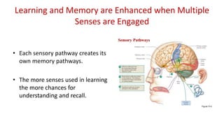 Learning and Memory are Enhanced when Multiple
Senses are Engaged
• Each sensory pathway creates its
own memory pathways.
• The more senses used in learning
the more chances for
understanding and recall.
 