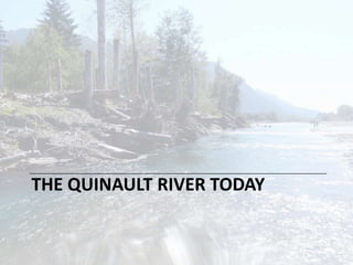 Upper Quinault River Floodplain
 