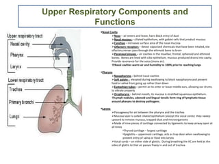 Upper Respiratory Components and Functions ,[object Object]