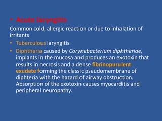 • Acute laryngitis
Common cold, allergic reaction or due to inhalation of
irritants
• Tuberculous laryngitis
• Diphtheria caused by Corynebacterium diphtheriae,
implants in the mucosa and produces an exotoxin that
results in necrosis and a dense fibrinopurulent
exudate forming the classic pseudomembrane of
diphteria with the hazard of airway obstruction.
Absorption of the exotoxin causes myocarditis and
peripheral neuropathy.
 