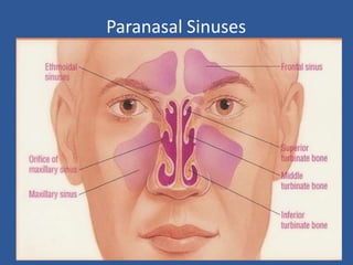 Paranasal Sinuses
 