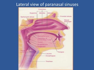 Lateral view of paranasal sinuses
 