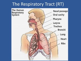 The Respiratory Tract (RT)
 
