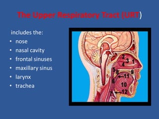 The Upper Respiratory Tract (URT)
includes the:
• nose
• nasal cavity
• frontal sinuses
• maxillary sinus
• larynx
• trachea
 