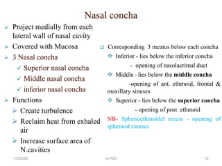 Upper respiratory system by ngatu | PPT