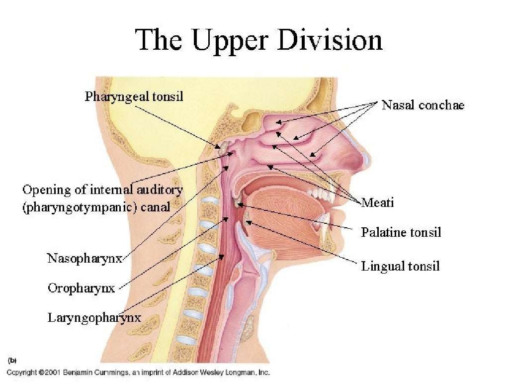 Upper Respiratory Tract Infection