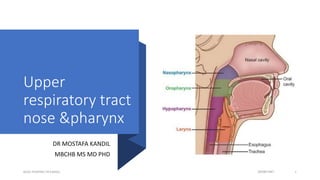 Upper
respiratory tract
nose &pharynx
DR MOSTAFA KANDIL
MBCHB MS MD PHD
NOSE PHARYNX DR KANDIL 25/06/1441 1
 