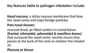 Key features liable to pathogen infestation include:
Nasal mucosa: a sticky mucous membrane that lines
the nasal cavity and traps foreign particles
Para nasal sinuses:
mucosal-lined, air filled cavities in cranial bones
(frontal, ethmoidal, sphenoidal & maxillary bones)
that surround the nasal cavity; secrete mucus that
passes to the back of the nose to moisten the inhaled
air.
Pharynx or throat
 