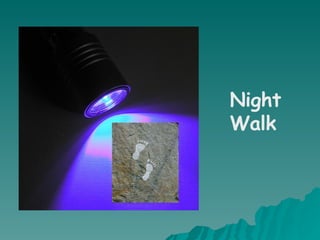 Night Walk 