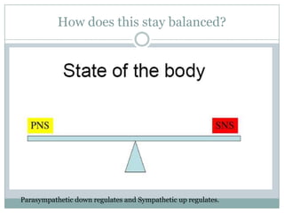 How does this stay balanced?




Parasympathetic down regulates and Sympathetic up regulates.
 
