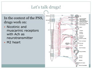 Let’s talk drugs!

In the context of the PNS,
drugs work on:
 Nicotinic and
  muscarinic receptors
  with Ach as
  neurotransmitter
 M2 heart
 