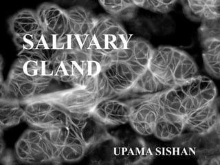 SALIVARY
GLAND
UPAMA SISHAN 1
 