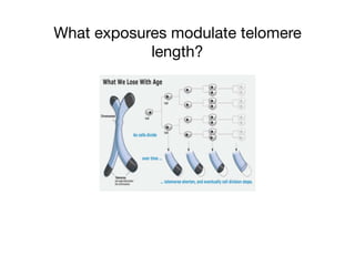What exposures modulate telomere
length?
 