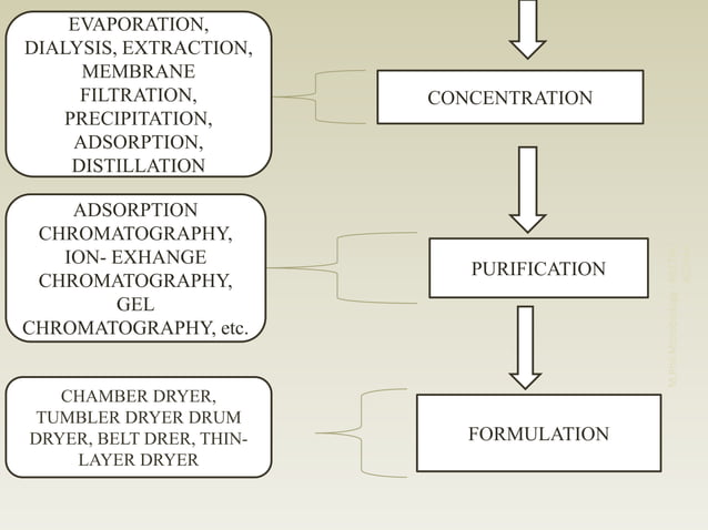 Upstream and down stream process | PPTX | Chemistry | Science