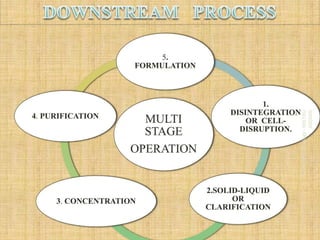 Upstream and Downstream Processing-1.pptx