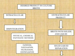 Upstream and Downstream Processing-1.pptx