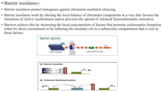 • Barrier insulators:-
• Barrier insulators protect transgenes against chromatin-mediated silencing.
• Barrier insulators work by altering the local balance of chromatin components in a way that favours the
formation of 'active' euchromatin and/or prevents the spread of 'silenced' heterochromatic structures.
• Barriers achieve this by increasing the local concentration of factors that promote euchromatin formation
either by direct recruitment or by tethering the insulator site to a subnuclear compartment that is rich in
these factors.
 
