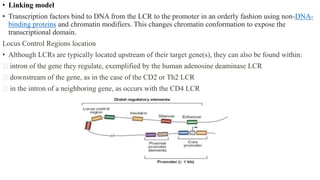 • Linking model
• Transcription factors bind to DNA from the LCR to the promoter in an orderly fashion using non-DNA-
binding proteins and chromatin modifiers. This changes chromatin conformation to expose the
transcriptional domain.
Locus Control Regions location
• Although LCRs are typically located upstream of their target gene(s), they can also be found within:
intron of the gene they regulate, exemplified by the human adenosine deaminase LCR
downstream of the gene, as in the case of the CD2 or Th2 LCR
in the intron of a neighboring gene, as occurs with the CD4 LCR
 