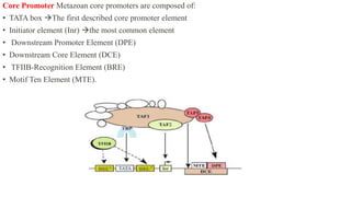 Core Promoter Metazoan core promoters are composed of:
• TATA box The first described core promoter element
• Initiator element (Inr) the most common element
• Downstream Promoter Element (DPE)
• Downstream Core Element (DCE)
• TFIIB-Recognition Element (BRE)
• Motif Ten Element (MTE).
 