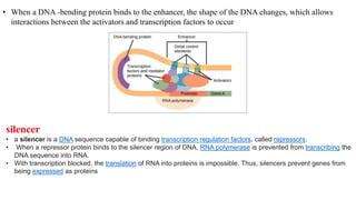 • When a DNA -bending protein binds to the enhancer, the shape of the DNA changes, which allows
interactions between the activators and transcription factors to occur
silencer
• a silencer is a DNA sequence capable of binding transcription regulation factors, called repressors.
• When a repressor protein binds to the silencer region of DNA, RNA polymerase is prevented from transcribing the
DNA sequence into RNA.
• With transcription blocked, the translation of RNA into proteins is impossible. Thus, silencers prevent genes from
being expressed as proteins
 