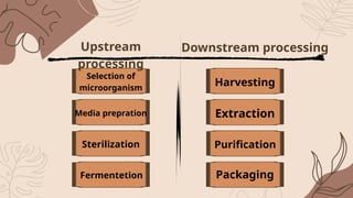 Upstream & downstream processing DSE microbiology ppt (1).pptx
