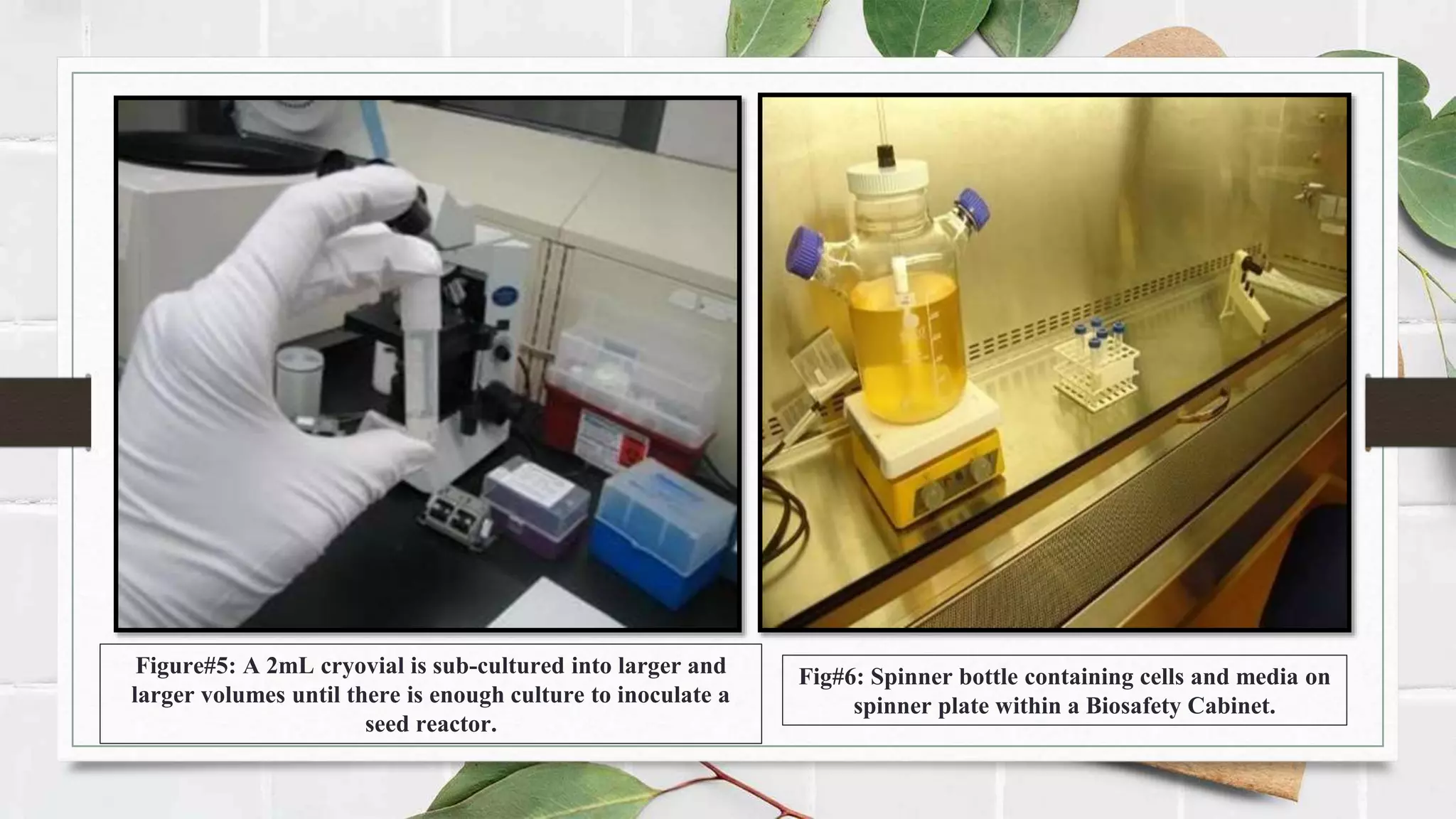Figure#5: A 2mL cryovial is sub-cultured into larger and
larger volumes until there is enough culture to inoculate a
seed reactor.
Fig#6: Spinner bottle containing cells and media on
spinner plate within a Biosafety Cabinet.
 