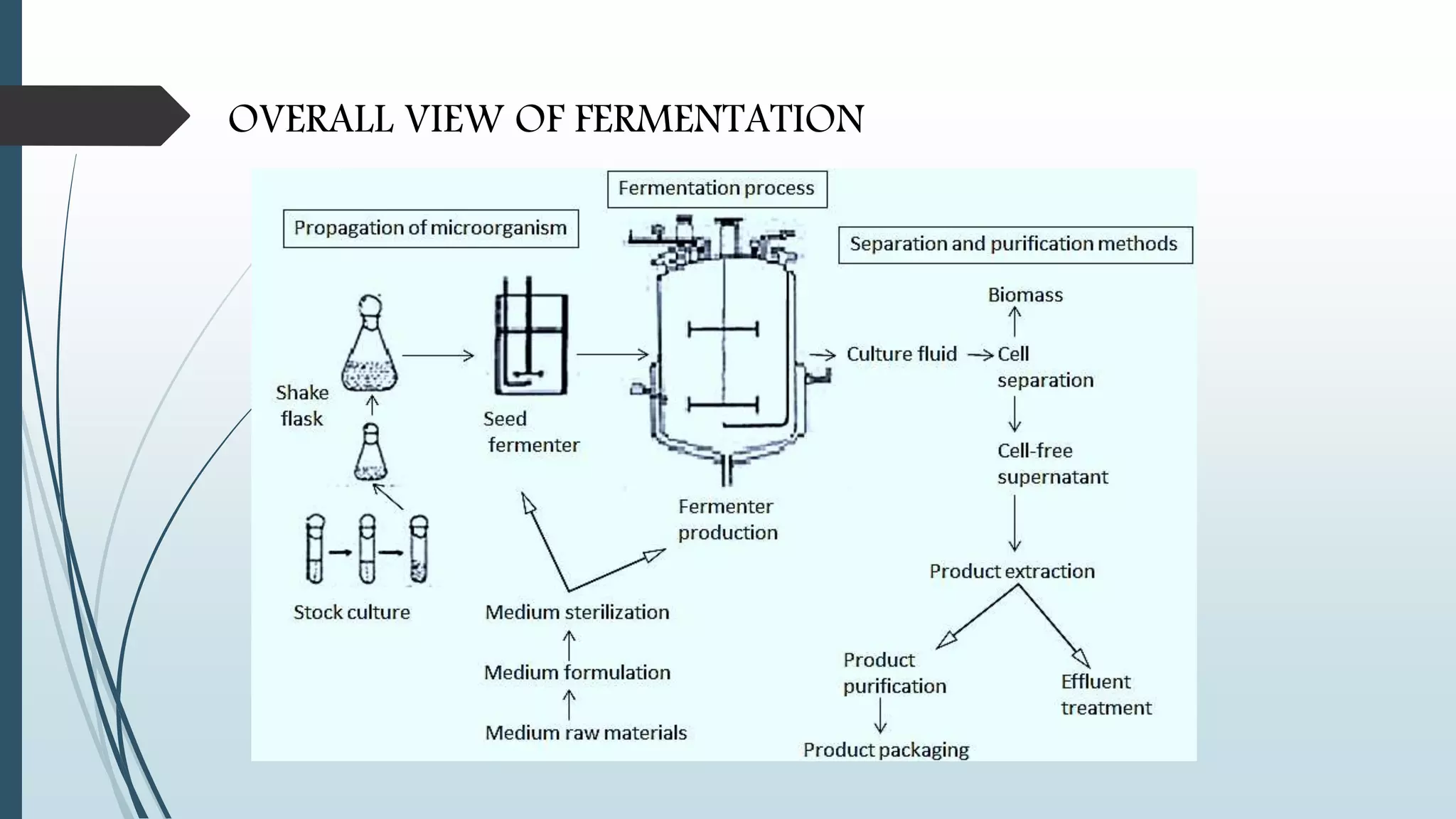 OVERALL VIEW OF FERMENTATION
 