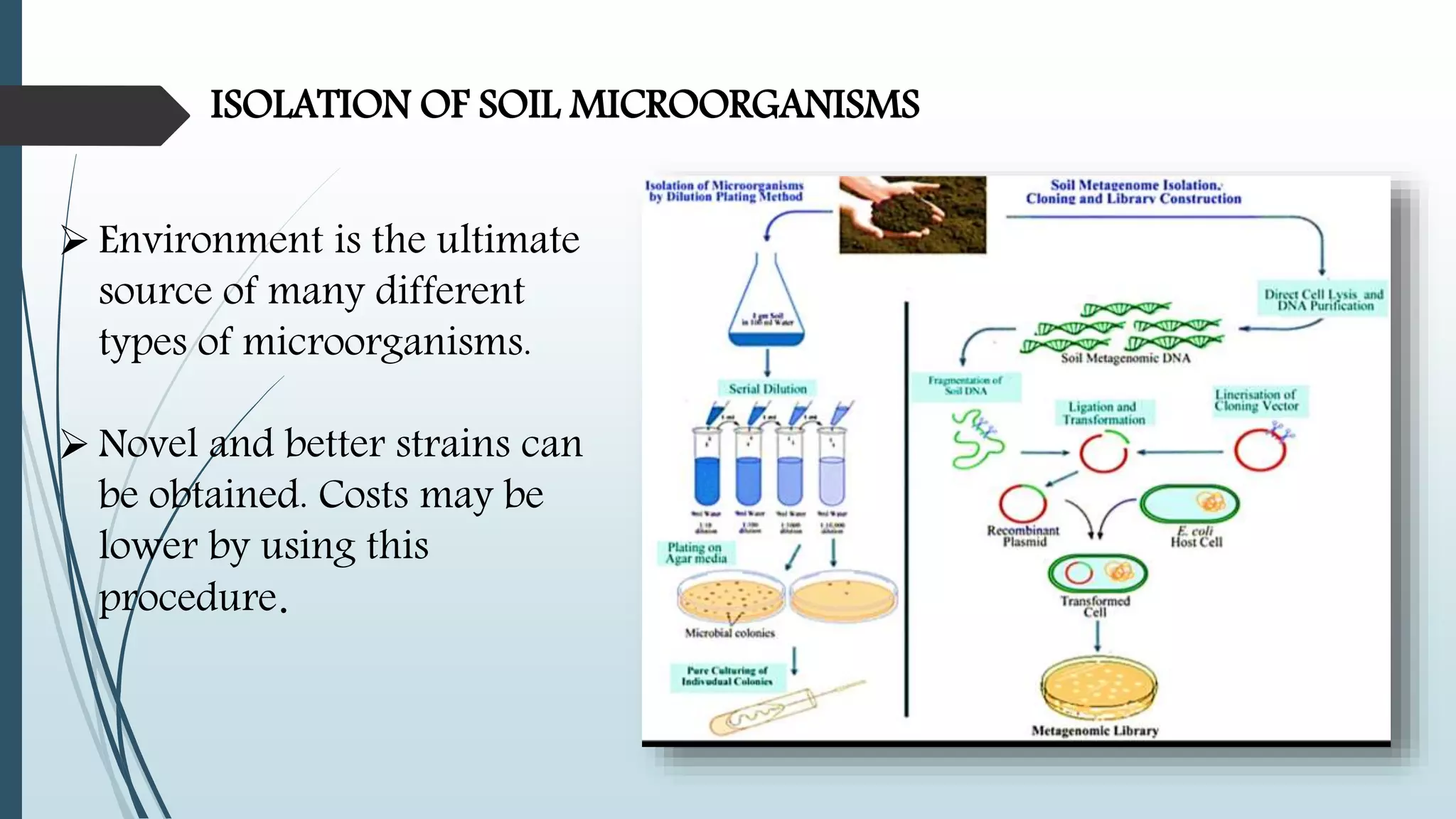 ISOLATION OF SOIL MICROORGANISMS
 Environment is the ultimate
source of many different
types of microorganisms.
 Novel and better strains can
be obtained. Costs may be
lower by using this
procedure.
 