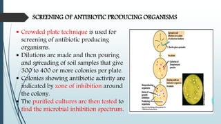SCREENING OF ANTIBIOTIC PRODUCING ORGANISMS
 Crowded plate technique is used for
screening of antibiotic producing
organisms.
 Dilutions are made and then pouring
and spreading of soil samples that give
300 to 400 or more colonies per plate.
 Colonies showing antibiotic activity are
indicated by zone of inhibition around
the colony.
 The purified cultures are then tested to
find the microbial inhibition spectrum.
 