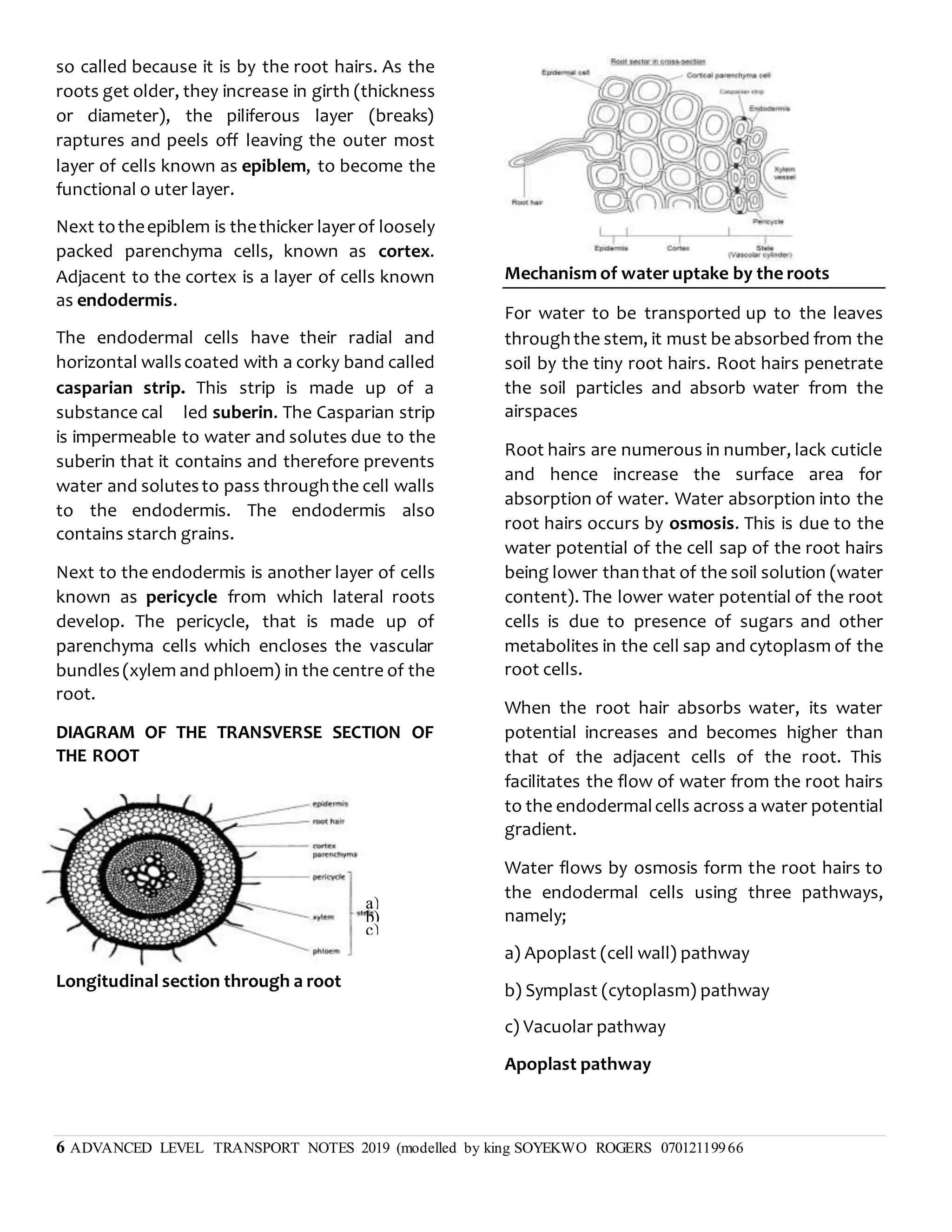 6 ADVANCED LEVEL TRANSPORT NOTES 2019 (modelled by king SOYEKWO ROGERS 07012119966
so called because it is by the root hairs. As the
roots get older, they increase in girth (thickness
or diameter), the piliferous layer (breaks)
raptures and peels off leaving the outer most
layer of cells known as epiblem, to become the
functional o uter layer.
Next totheepiblem is thethicker layerof loosely
packed parenchyma cells, known as cortex.
Adjacent to the cortex is a layer of cells known
as endodermis.
The endodermal cells have their radial and
horizontal wallscoated with a corky band called
casparian strip. This strip is made up of a
substance cal led suberin. The Casparian strip
is impermeable to water and solutes due to the
suberin that it contains and therefore prevents
water and solutesto pass throughthe cell walls
to the endodermis. The endodermis also
contains starch grains.
Next to the endodermis is another layer of cells
known as pericycle from which lateral roots
develop. The pericycle, that is made up of
parenchyma cells which encloses the vascular
bundles(xylem and phloem) in the centre of the
root.
DIAGRAM OF THE TRANSVERSE SECTION OF
THE ROOT
Longitudinal section through a root
Mechanism of water uptake by the roots
For water to be transported up to the leaves
throughthe stem, it must be absorbed from the
soil by the tiny root hairs. Root hairs penetrate
the soil particles and absorb water from the
airspaces
Root hairs are numerous in number, lack cuticle
and hence increase the surface area for
absorption of water. Water absorption into the
root hairs occurs by osmosis. This is due to the
water potential of the cell sap of the root hairs
being lower thanthat of the soil solution (water
content). The lower water potential of the root
cells is due to presence of sugars and other
metabolites in the cell sap and cytoplasm of the
root cells.
When the root hair absorbs water, its water
potential increases and becomes higher than
that of the adjacent cells of the root. This
facilitates the flow of water from the root hairs
to the endodermalcells across a water potential
gradient.
Water flows by osmosis form the root hairs to
the endodermal cells using three pathways,
namely;
a) Apoplast (cell wall) pathway
b) Symplast (cytoplasm) pathway
c) Vacuolar pathway
Apoplast pathway
a)
b)
c)
 