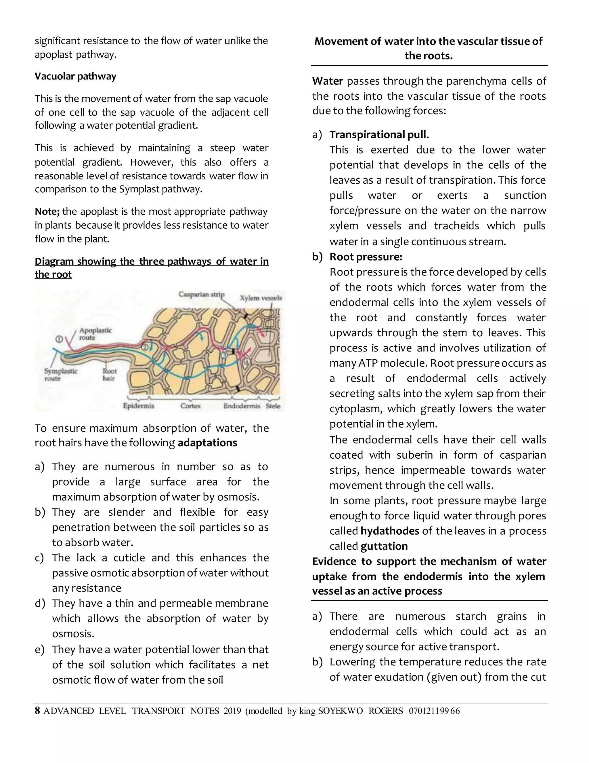 8 ADVANCED LEVEL TRANSPORT NOTES 2019 (modelled by king SOYEKWO ROGERS 07012119966
significant resistance to the flow of water unlike the
apoplast pathway.
Vacuolar pathway
This is the movement of water from the sap vacuole
of one cell to the sap vacuole of the adjacent cell
following a water potential gradient.
This is achieved by maintaining a steep water
potential gradient. However, this also offers a
reasonable level of resistance towards water flow in
comparison to the Symplast pathway.
Note; the apoplast is the most appropriate pathway
in plants because it provides less resistance to water
flow in the plant.
Diagram showing the three pathways of water in
the root
To ensure maximum absorption of water, the
root hairs have the following adaptations
a) They are numerous in number so as to
provide a large surface area for the
maximum absorption of water by osmosis.
b) They are slender and flexible for easy
penetration between the soil particles so as
to absorb water.
c) The lack a cuticle and this enhances the
passive osmotic absorptionof water without
any resistance
d) They have a thin and permeable membrane
which allows the absorption of water by
osmosis.
e) They have a water potential lower than that
of the soil solution which facilitates a net
osmotic flow of water from the soil
Movement of water into the vascular tissue of
the roots.
Water passes through the parenchyma cells of
the roots into the vascular tissue of the roots
due to the following forces:
a) Transpirational pull.
This is exerted due to the lower water
potential that develops in the cells of the
leaves as a result of transpiration. This force
pulls water or exerts a sunction
force/pressure on the water on the narrow
xylem vessels and tracheids which pulls
water in a single continuous stream.
b) Root pressure:
Root pressureis the force developed by cells
of the roots which forces water from the
endodermal cells into the xylem vessels of
the root and constantly forces water
upwards through the stem to leaves. This
process is active and involves utilization of
many ATP molecule. Root pressureoccurs as
a result of endodermal cells actively
secreting salts into the xylem sap from their
cytoplasm, which greatly lowers the water
potential in the xylem.
The endodermal cells have their cell walls
coated with suberin in form of casparian
strips, hence impermeable towards water
movement through the cell walls.
In some plants, root pressure maybe large
enough to force liquid water through pores
called hydathodes of the leaves in a process
called guttation
Evidence to support the mechanism of water
uptake from the endodermis into the xylem
vessel as an active process
a) There are numerous starch grains in
endodermal cells which could act as an
energy source for active transport.
b) Lowering the temperature reduces the rate
of water exudation (given out) from the cut
 
