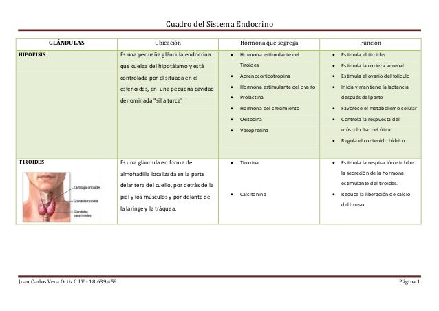 Cuadro del sistema_endocrino