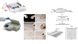 Comprehensive Overview of 2D Gel Electrophoresis in Proteomics and ...