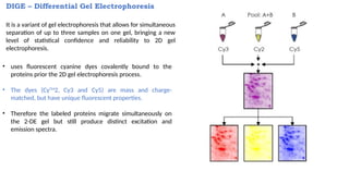Comprehensive Overview of 2D Gel Electrophoresis in Proteomics and ...